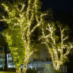 JadaLight PRO lyskæde, Stringlight, 15m, 150 LED, Soft Gold 3000K Modern 3000K LED, statisk lys, Varm hvid LED, statisk lys
